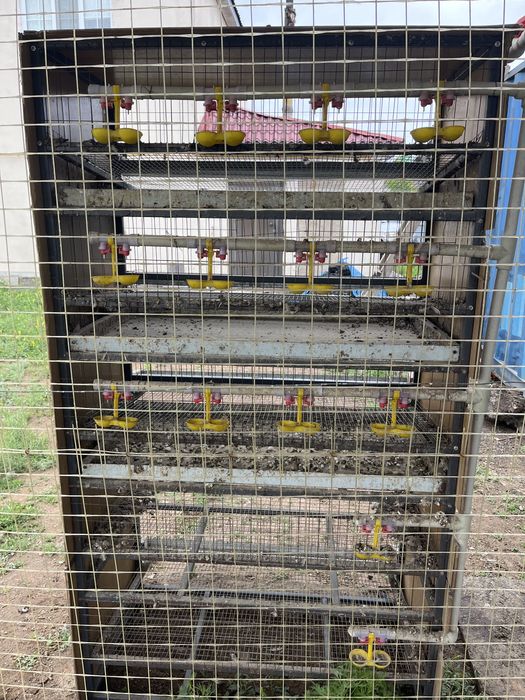 Клетка для перепелок из металла