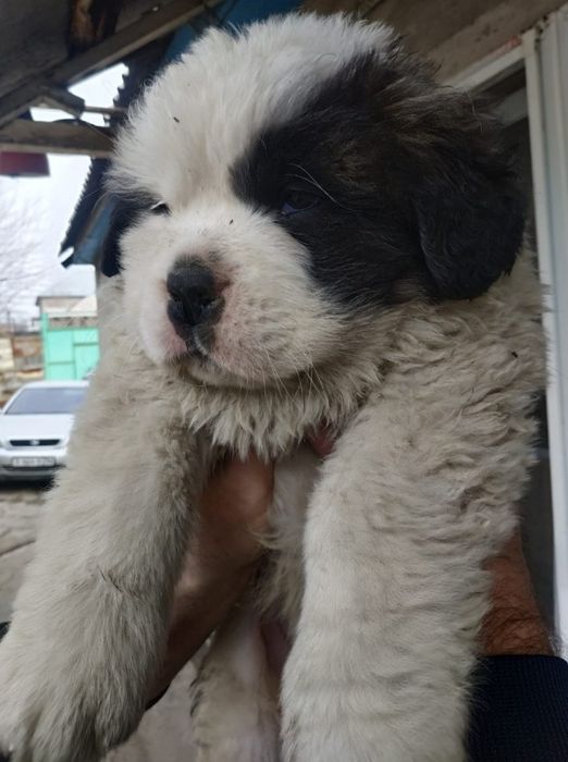 Продам щенков Сенбернар