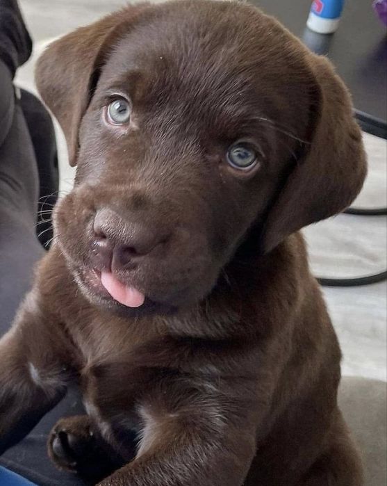 Labrador retriever fetita 1200 lei