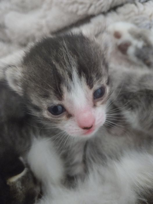 Отдаю котят в добрые руки