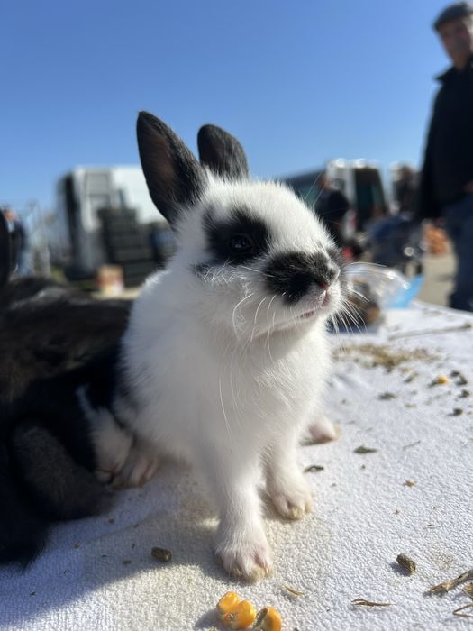 Iepurași de companie