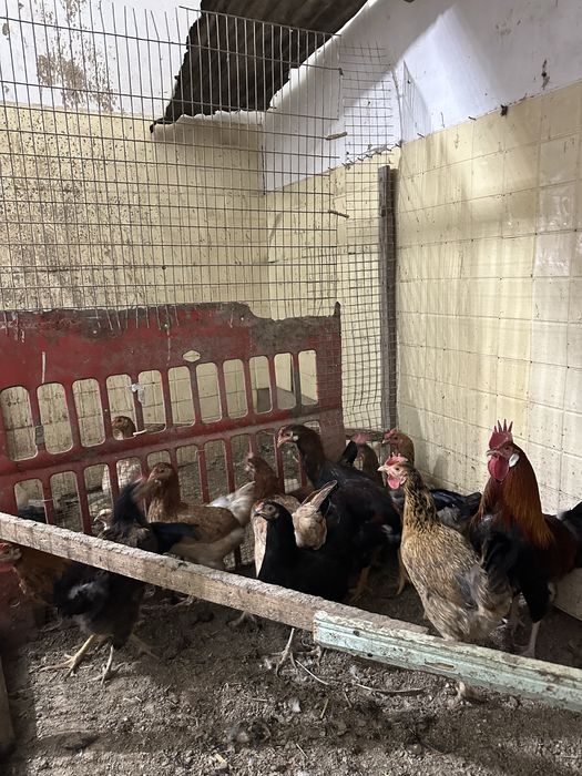 Домашние  куры и петух