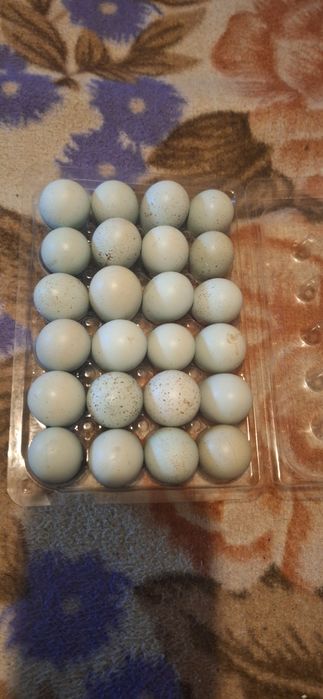 Prepeliță Celadon