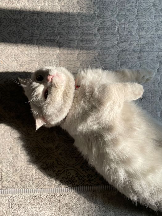 Sotiladi Manchkin o’g’il bola 1 yoshdan oshgan ko’payishga tayyor