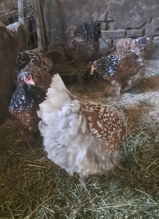 Oua brahma pentru incubat