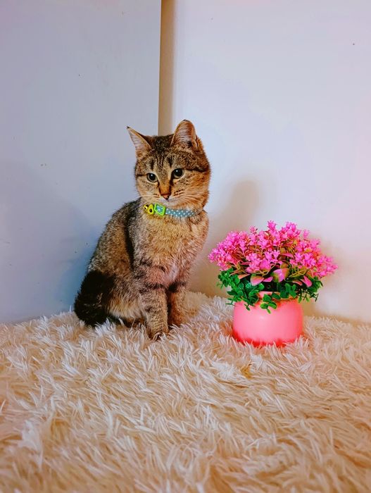 Котенок в добрые ответственные руки