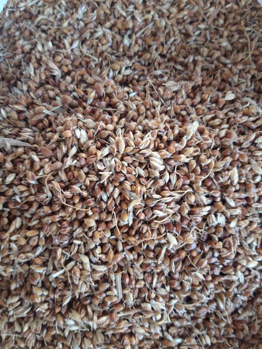 Sămânță de maturi pentru semănat