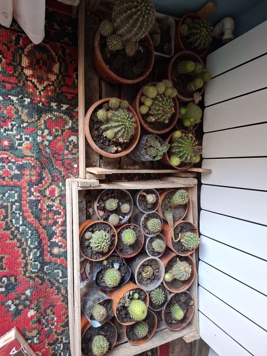 Гуллар сотилади оптомга