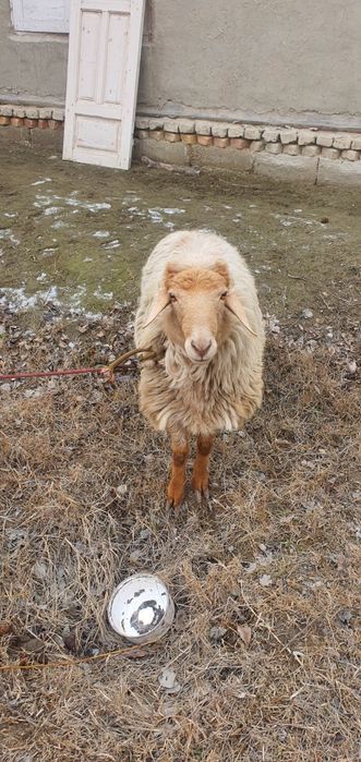 Ikkita qòchqor sotiladi boqilgan