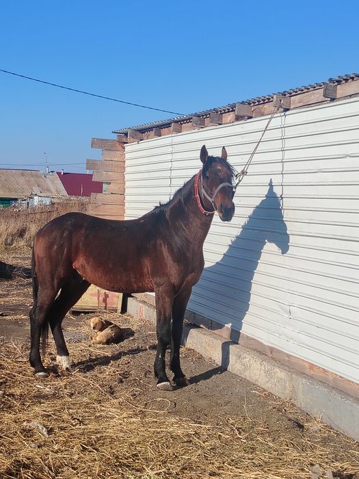 Продам жеребца 5лет полукрове