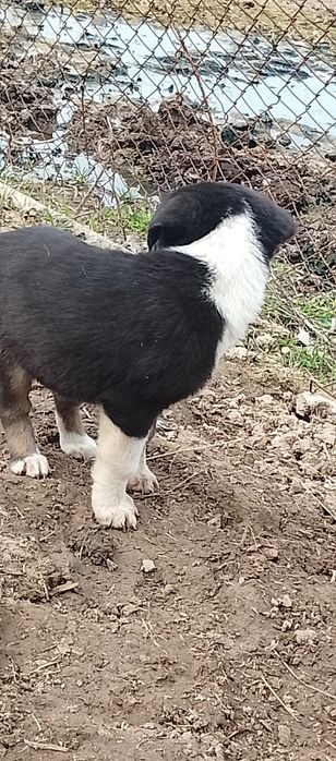 Алабай ұрғашы күшіктер