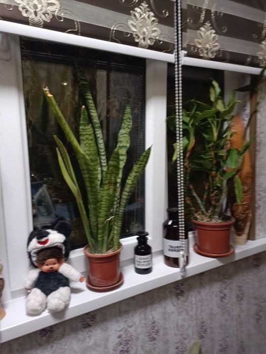 Продам цветы,три штуки на сто тысяч, любые