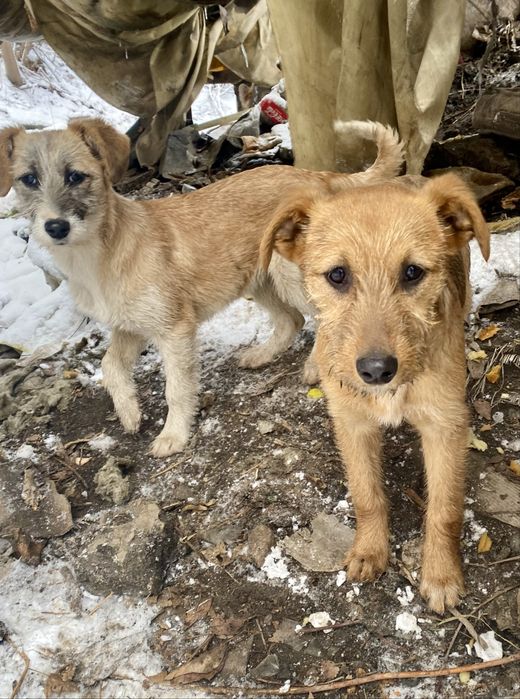 Отдам щенков, девочки, 4 мес