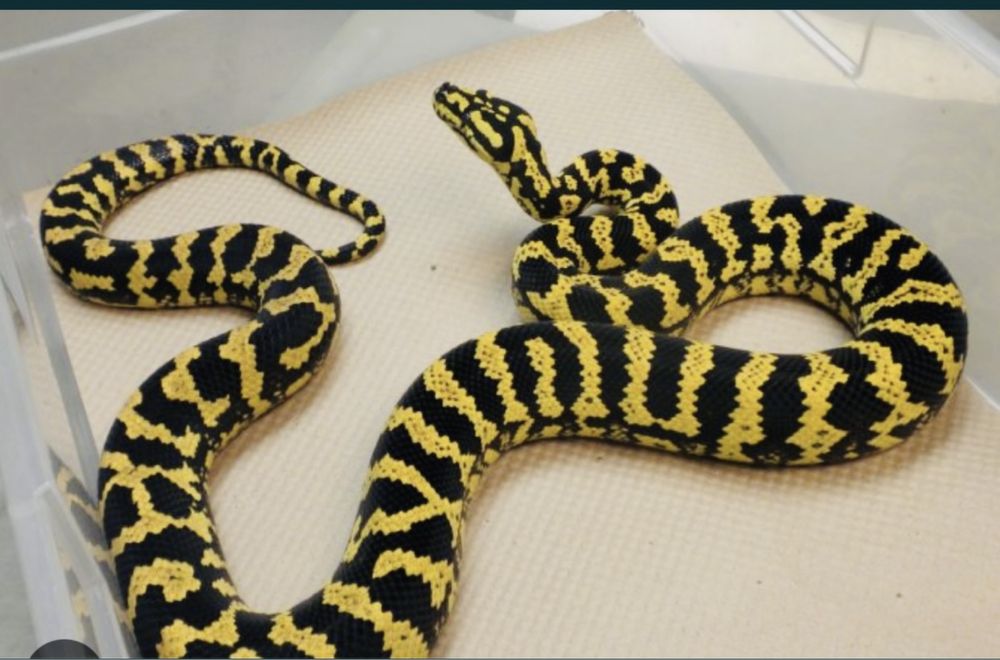 Организация Тимбилдингов