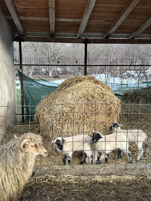 miel de Paşte crescut natural