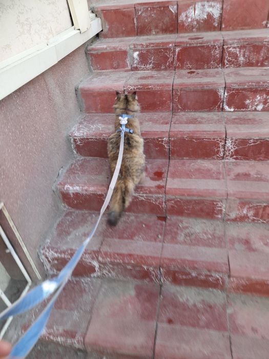 Muwu orgatilgan yuvvow