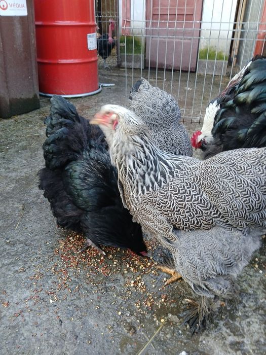 Vănd găini și cocoși de rasă