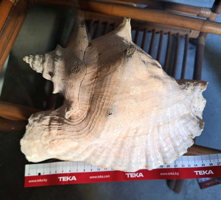 Голяма морска раковина от Карибско море