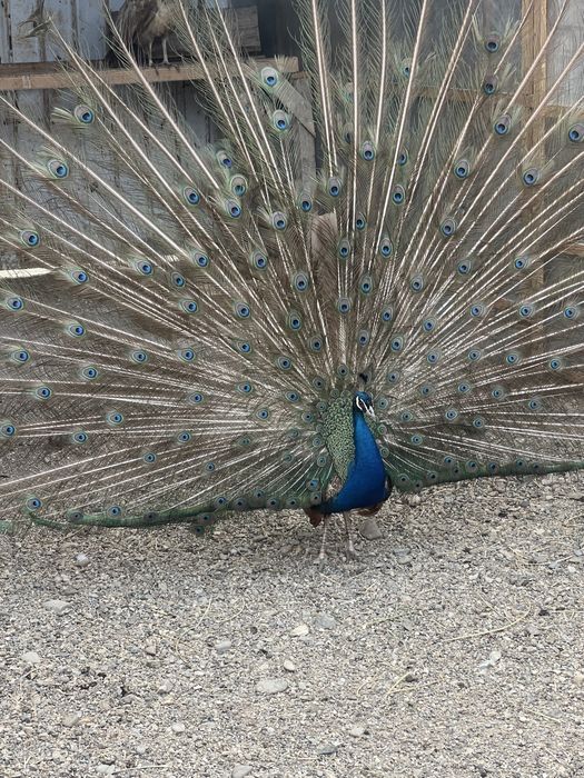 Pauni maturi 25 varietati de culoare