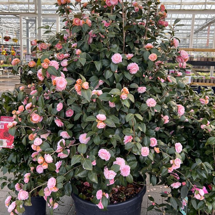 Camelia Japonica