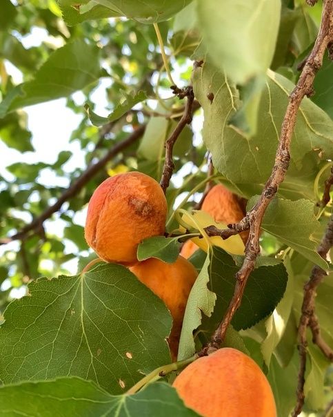 O'rik ko'chatlari bor, qoqi (курага) bo'ladigan navi.