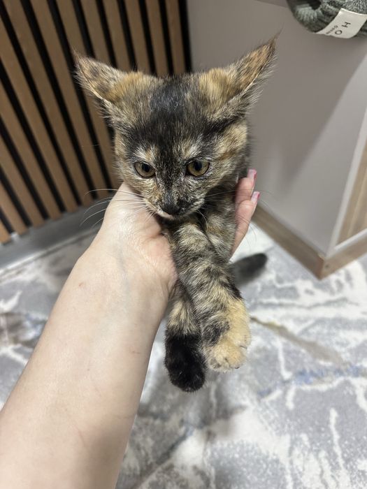 Котёнок девочка брошенная