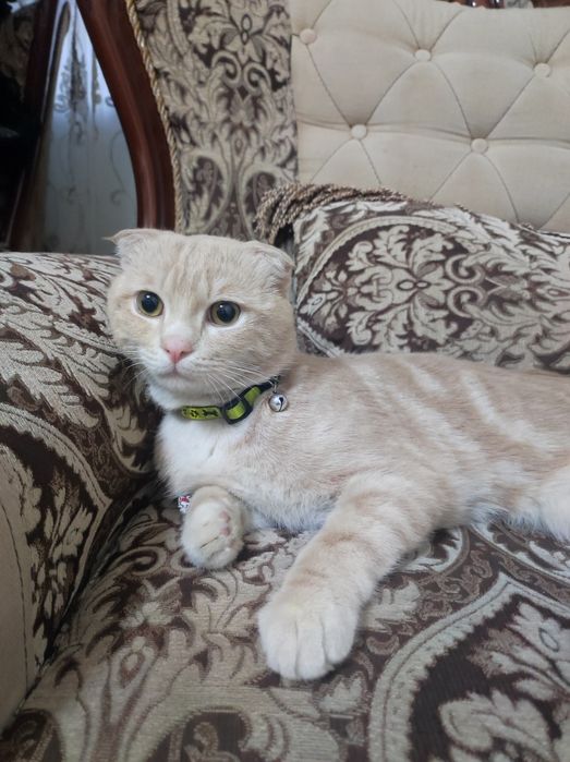 Qisqa erkaklar va uzun boyli ayollar uchun jinsiy pozitsiyalar