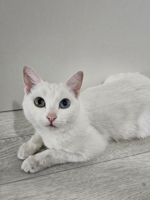 Кошка для вязки/ищем срочно жениха
