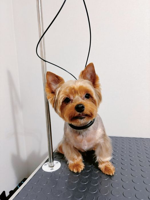 Груминг собак и кошек