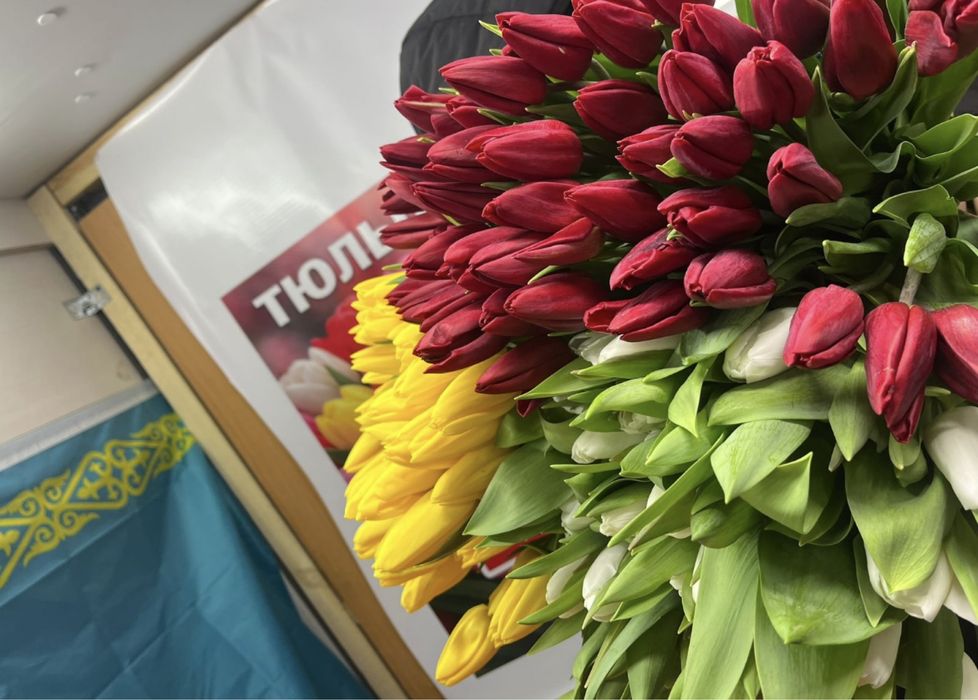 Тюльпаны предзаказ