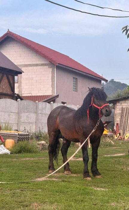 Armasar 5 ani  rasa sparta