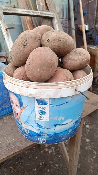 Продам красный едовой картофель.