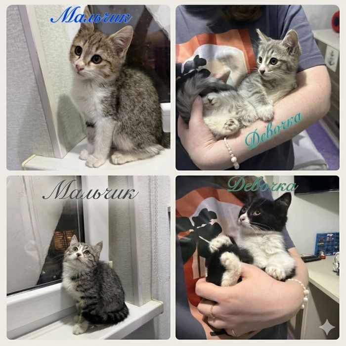 Котята ищут дом! Ташкент!