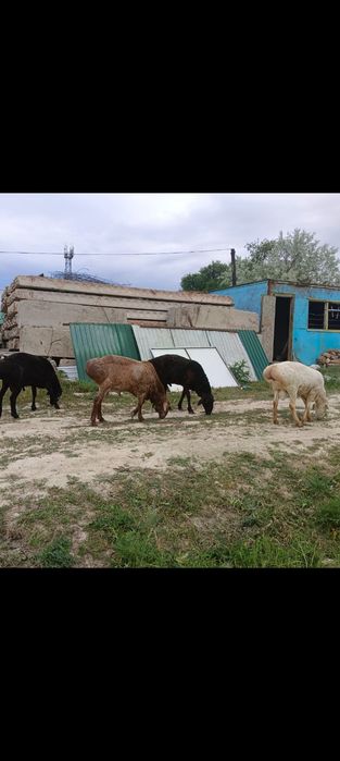 Қошқар   саламыз.