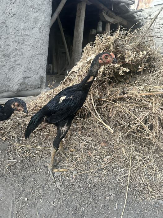 1 пара ганойга+карес сотилади