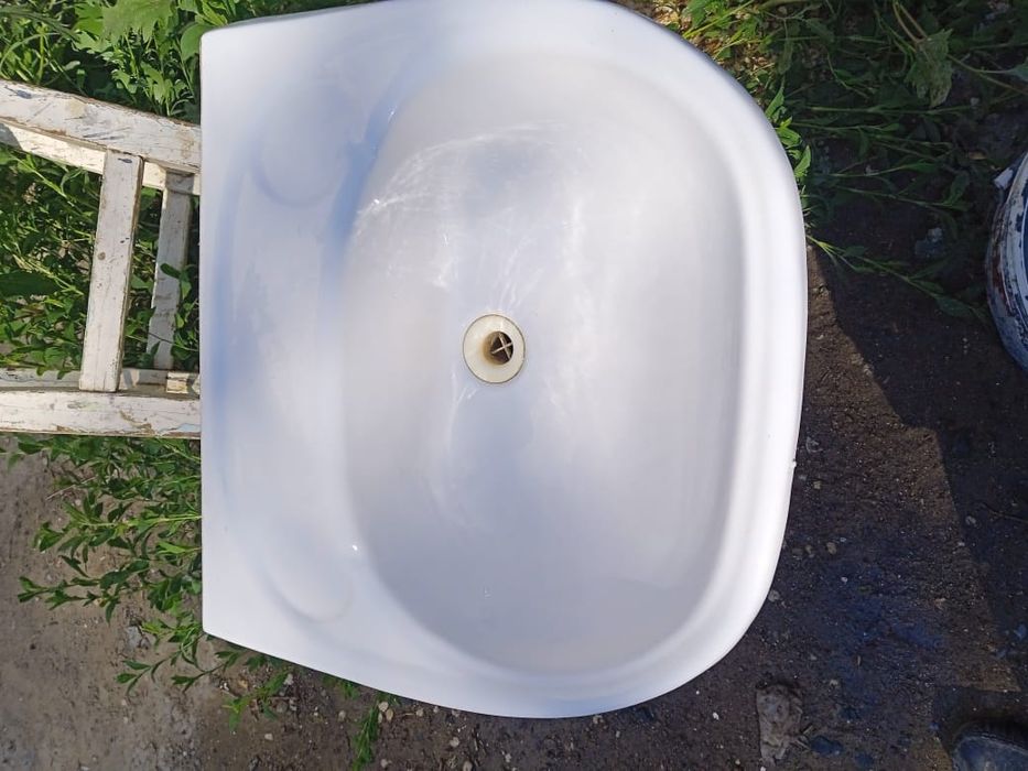 Раковины тюльпаны разные