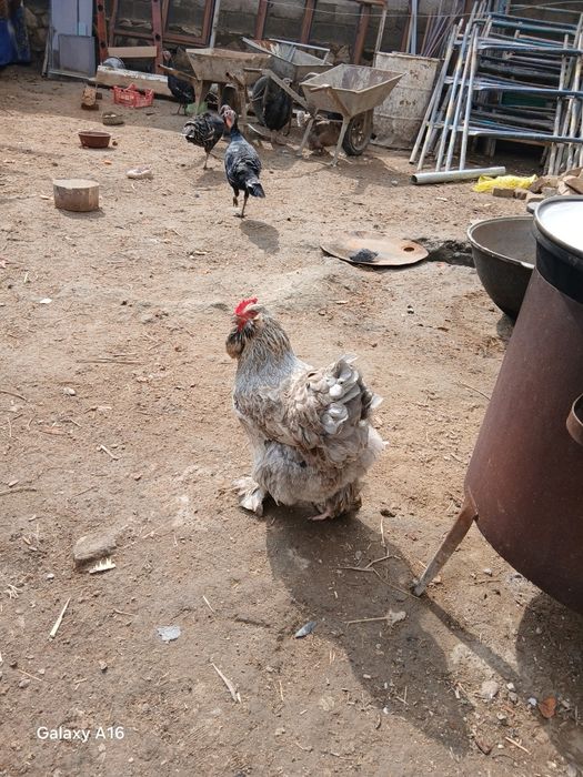 Brama tovuq tuxumi sotiladi