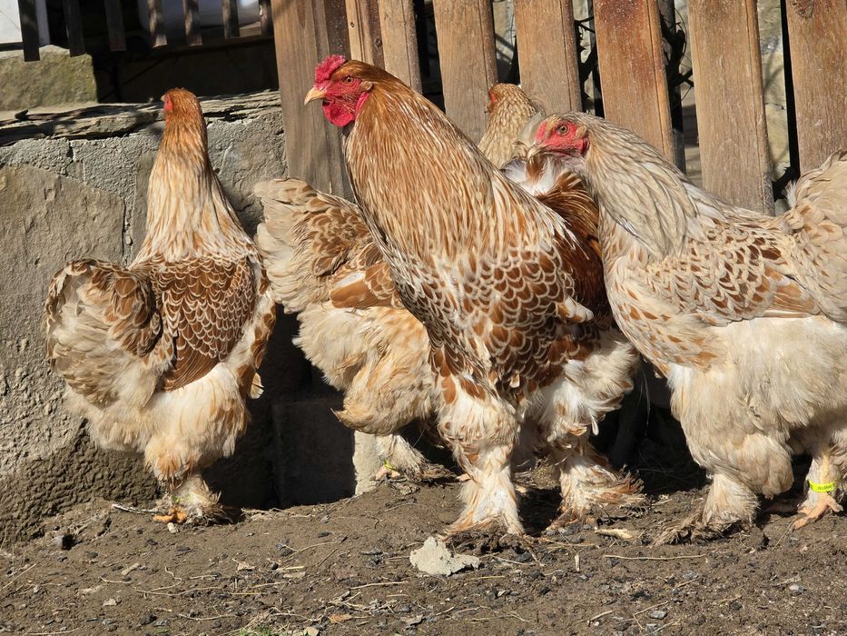 Продавам разплодни яйца от Златно дантелен брама [Buff laced Brahma]