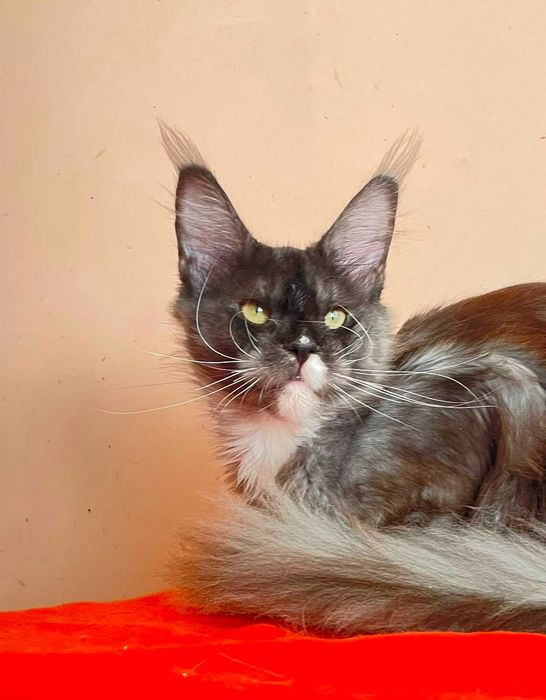 Maine Coon Femelă | BREED ONLY – Pentru un Program de Reproducere Serios