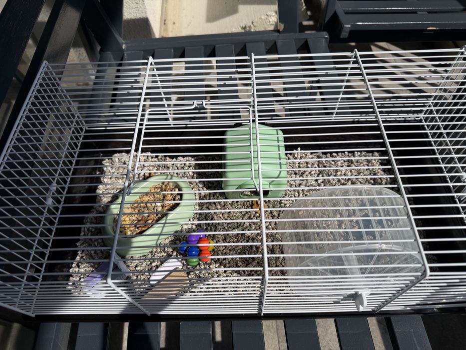 Cusca echipata hamster
