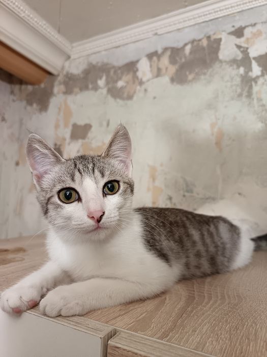 Отдам котёнка - мальчика 4 месяца.