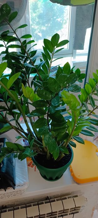 Долларовое дерево