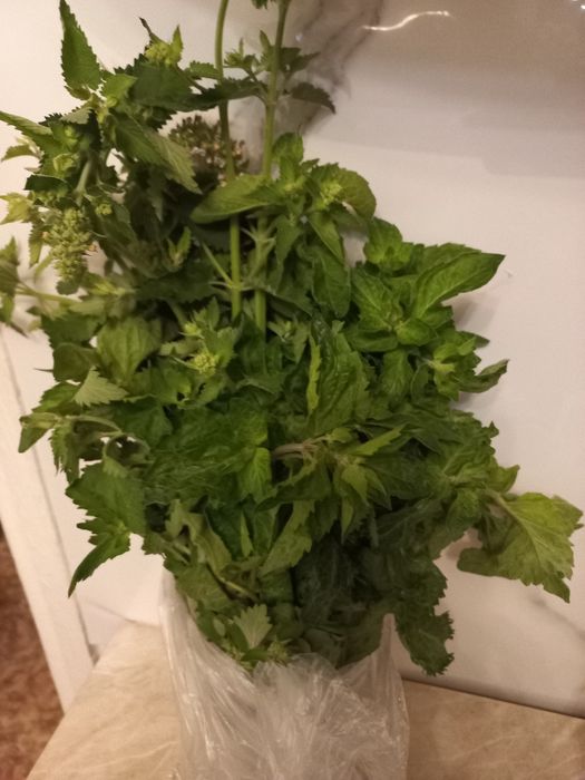 Продам  мяту и мелиссу