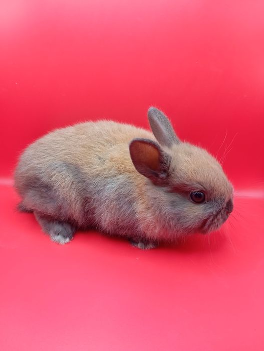 Кролики декоративные