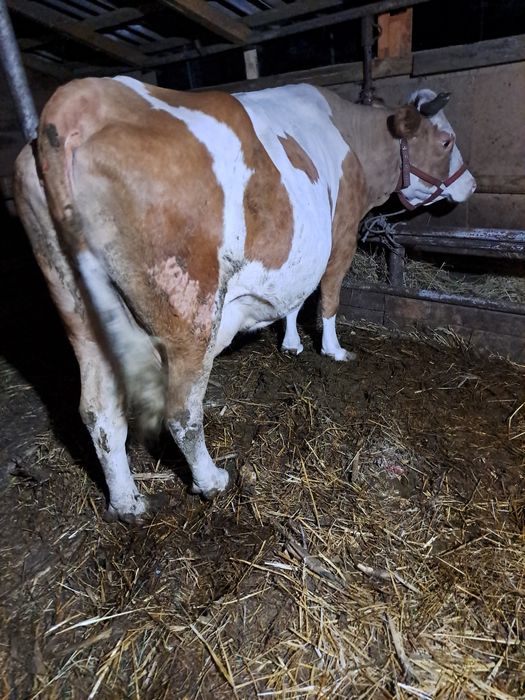 Vind vacă gestantă și o vitea bălțată pe negru.