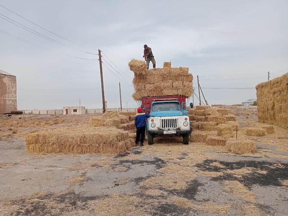 Сабан жонышка прес