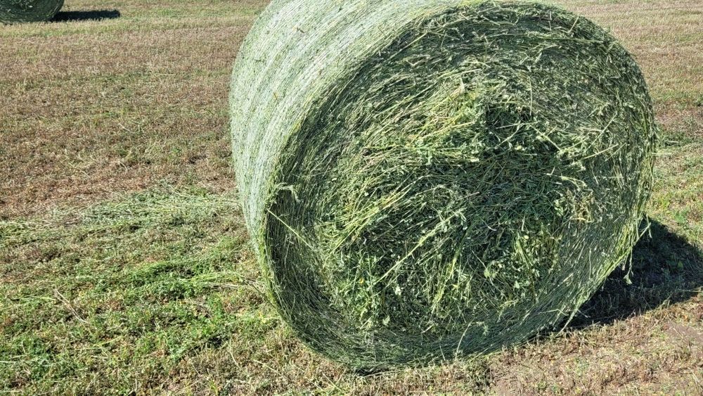 Vând  baloți de lucernă