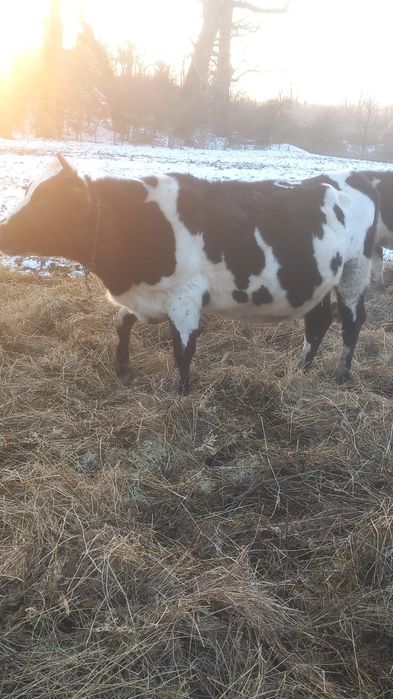 Vând vaci gestante !