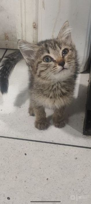 Котенок в добрые руки