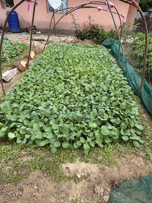 Varză de Toamnă